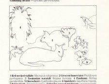 Oz AGls086 Tony Oliver Red Necked Wallaby Key. , 