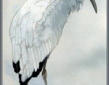 D50-AWE136-BR-Stork 3. Bansemer, 