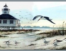 D50-AWE154-RB-Habitat Ocean Beaches. Bansemer, 