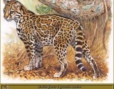 PO pfrd 099 Ocelot fauve  grandes taches. Dallet, 