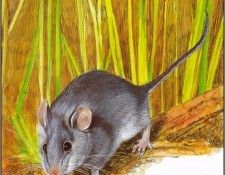 pa TonyOliver AustralianEndangeredWildlife 17. , 