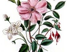 Barbara Milo Ohrbach - A Token of Friendship 12, De. Ohrbach, ������� Milo