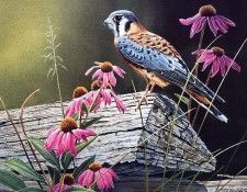 Bourdet, Susan - Kestrel & Coneflowers (end. Bourdet, 