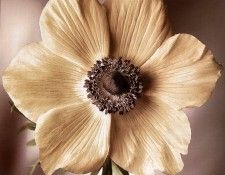 Tim Richter - Anenome, De. ������, ���