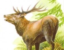 abs 19 cervus elaphus. , 