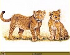 PO pfrd 043 Lionceaux. Dallet, ������