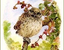bs-na- Benjamin Perkins- Juvenile Little Owl. �������, ���������
