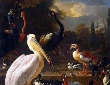 Hondecoeter de Melchior The floating feather Sun. Hondecoeter,  