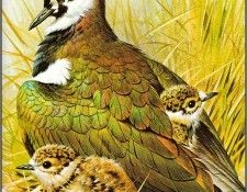pa BasilEde 14 Lapwing. , 