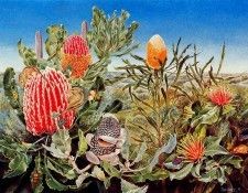 Oz AGls071 Tony Oliver Honey Possum. , 