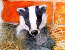 bs-ill- Peter Warner- Badger Cub. , 
