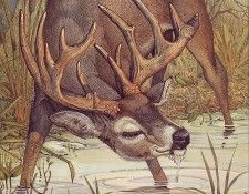 lrsDailyDonStag&HisAntlers.  
