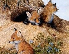 Twinney Dick Nature 035 Sun. Twinney, ���