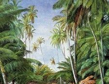 North Marianne Nature 002 Sun. �����, ��������