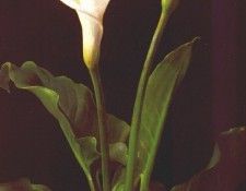 lambdin calla lilies 1874. Lambdin  Cochran