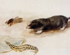 Schouman Aert Mole and snail Sun. Schouman, 