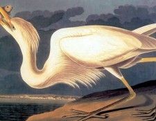 fl art040 john havell after john james audubon(1835). Havell, 