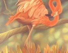 s4-vanishingspecies043-americanflamingo. , L