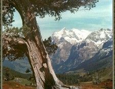 cr GerhardKlammet-Alps01-GrindelwaldAndTheWetterhorn. Klammet, �������