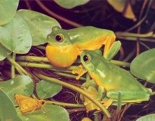 Oz AGls013 Ego Guiotto Orange Thighed Frog Painting. Guiotto, ���