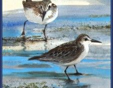 D50-AWE123-RB-Semipalmated Sandpiper. Bansemer, 