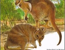 pa TonyOliver AustralianEndangeredWildlife 22. ������, ����