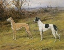 Fellow from Wales and Silvery Sand Greyhounds. , 