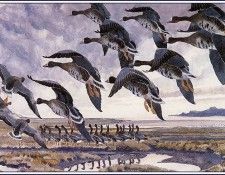 43642. Tunnicliffe, 