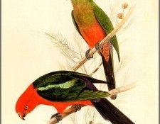pa F&B RolandGreen AustralianKing Parrot. Olsen, Penny