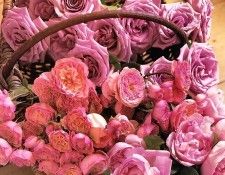 Maria Robledo - Rose Basket, De. �������, �����