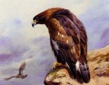 55700. �������, ���������