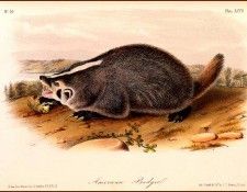 bs-na- Audubon- American Badger. Audubon, ���� ������