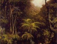 Brazilian Forest ATC. ����, ������ �������