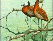 pa NormanArlott 04 White FacedTreeDuck. Arlott, 
