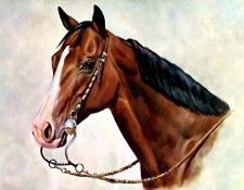 illustrated horse csg014 donald schwartz. , 