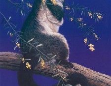 Oz AGls028 Rod Scott Brushtail Possum. �����, Rod