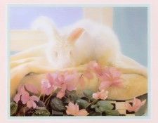 kb Noel Nancy-Bunny. , 