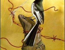 pa NormanArlott 15 PiedWagtail. Arlott, 