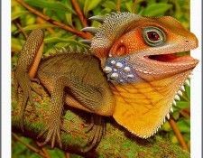 pa AusGeoArt 2003 16 KevinStead BoydsForestDragon. Guiotto, 