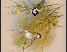 EdeBasil-TheMarshAndCoalTit-sj. , 