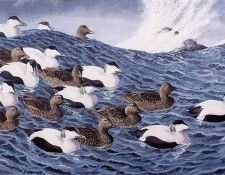 43599. Tunnicliffe, 