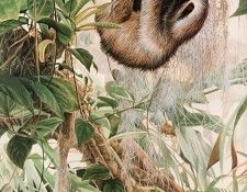 Parker, Ron - Three-toed Sloth (end. , 