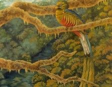 s4-vanishingspecies016-resplendentquetzal. , L