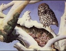 43629. Tunnicliffe, 