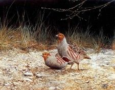 Verstappen Pieter Nature 36. Verstappen, �����