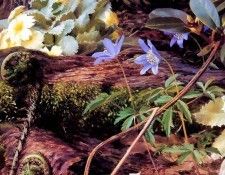 an artists garden csg033. ���, �������