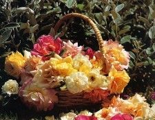 J S Sira - Roses in a Basket, De. Сира, JS