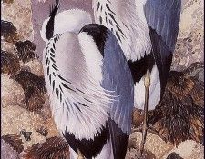 43607. Tunnicliffe, 