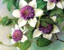 an artists garden csg042. ���, �������