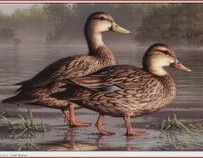 HautmanJoseph Mottled Ducks We@ISC. Hautman 